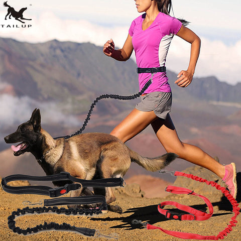 Pet Dog Running Leashes Hands Freely